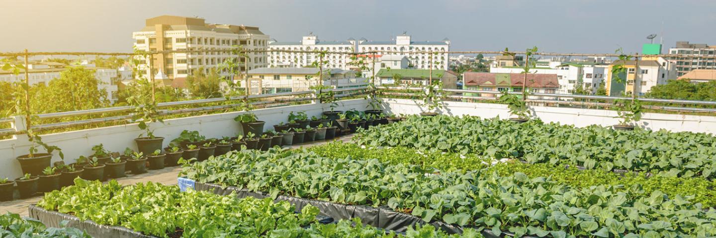 rows of potted romaine lettuce and other leafy green vegetables on a rooftop; other multistory buildings in the background