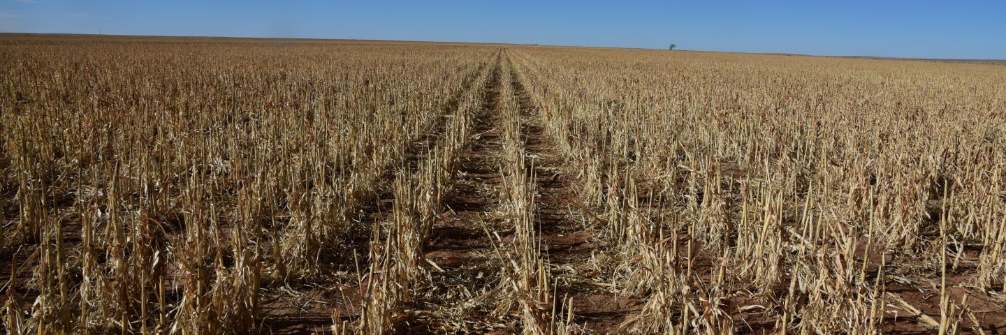 Rows of yellow dead plants with the tops cut down, to leave residue in a field reduces erosion, builds soil organic matter, and provides cover for wildlife.