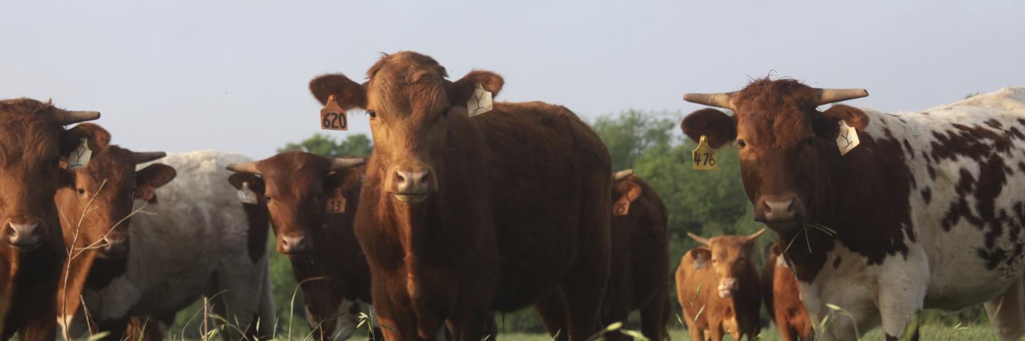 Cows outside in a field
