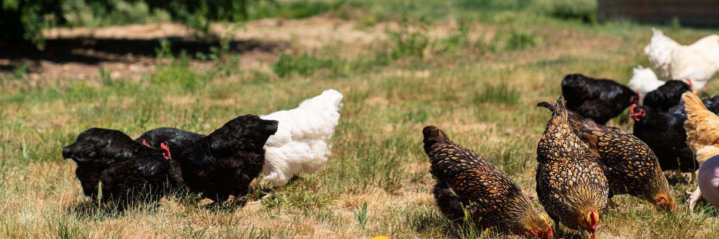 Organic chickens foraging in the homeowners yard.