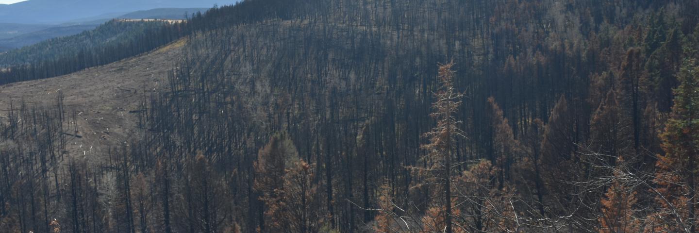 Mountainside burned by wildfire