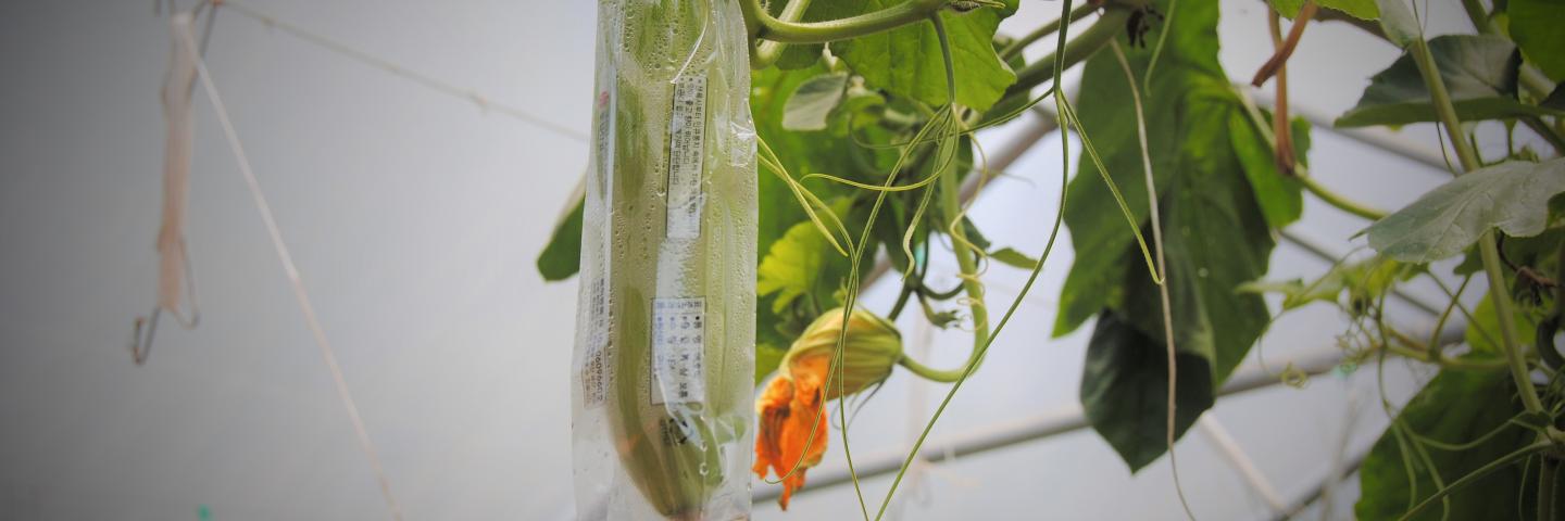 Cucumber hanging on a vine in a hoop house wrapped in plastic with Korean language on it.