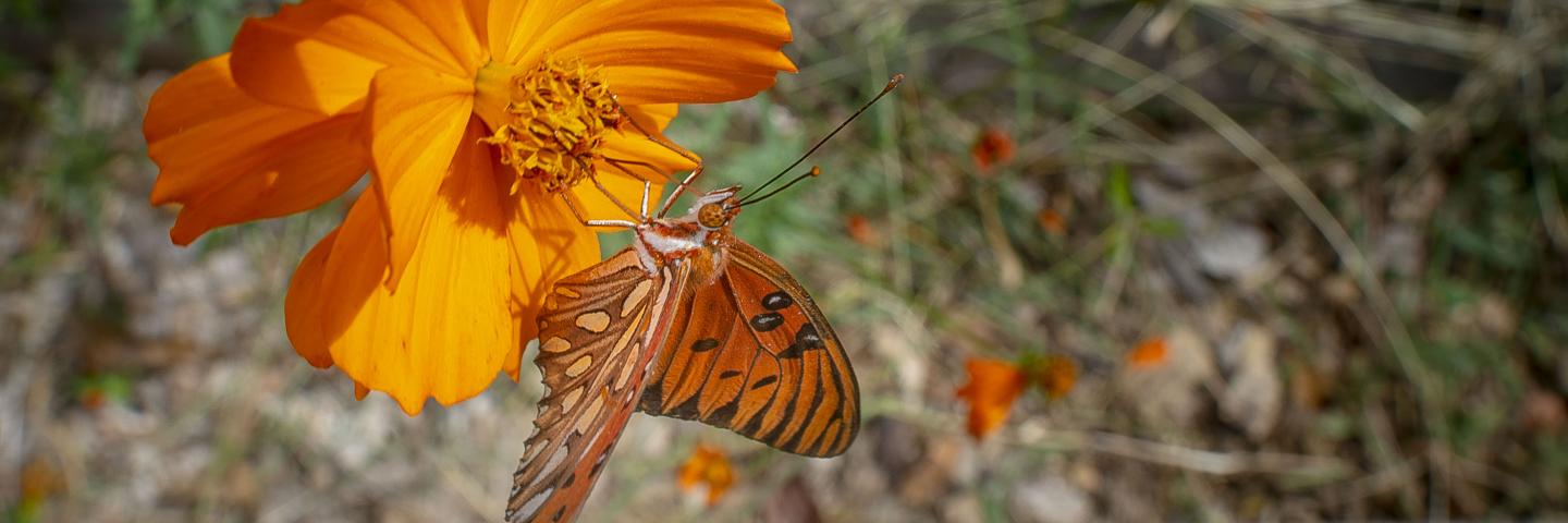 Orange flower with a butterfly