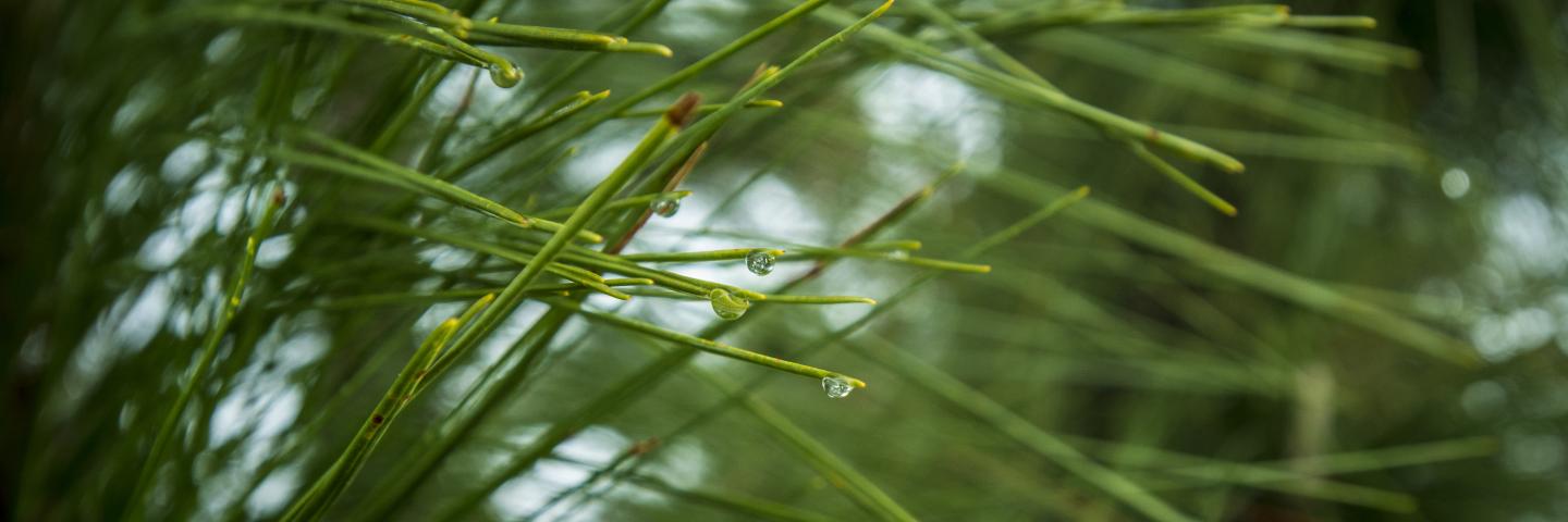Longleaf pine-morning dew