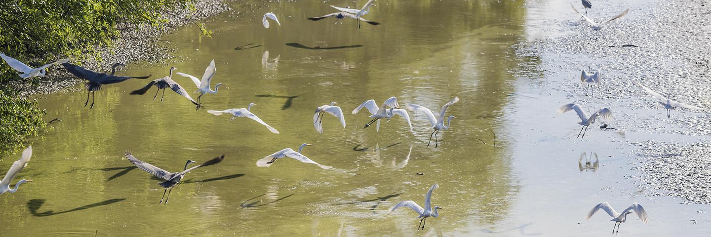 Birds in flight over water