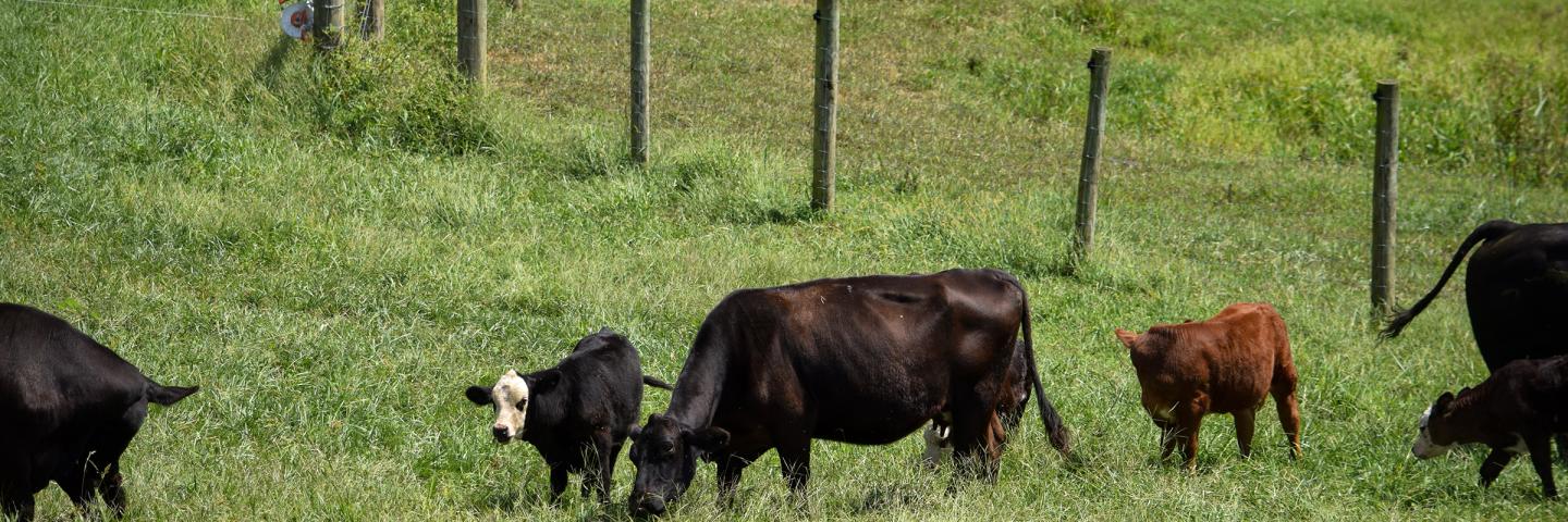 Cows in Field