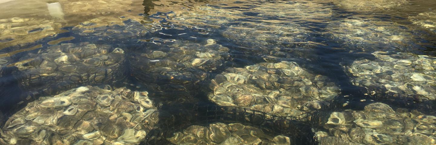 Virginia oysters mature inside an aquaculture environment near Hampton Roads (Photo: Courtesy VIMS)