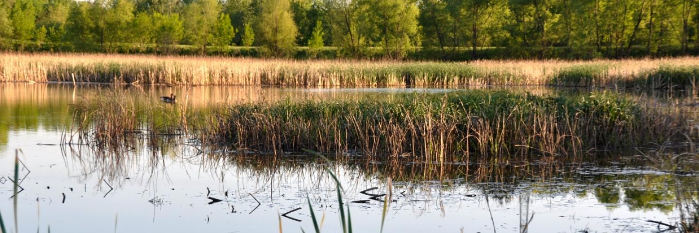 wetland with ducks