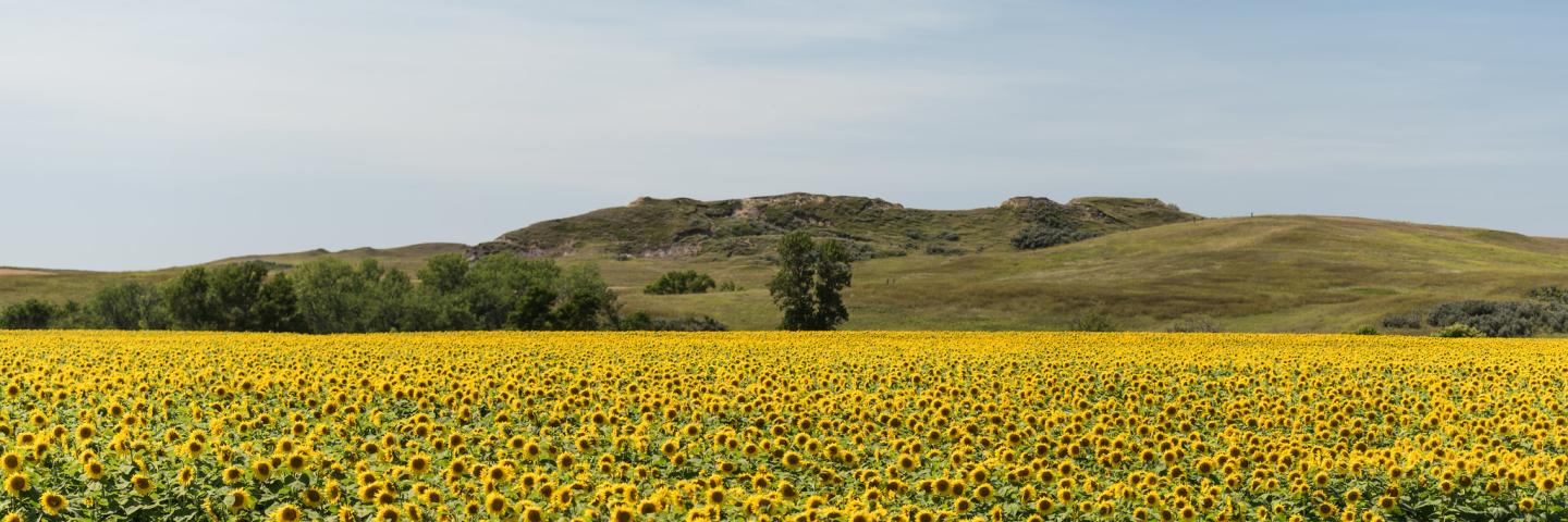 hills, field, sunflowers