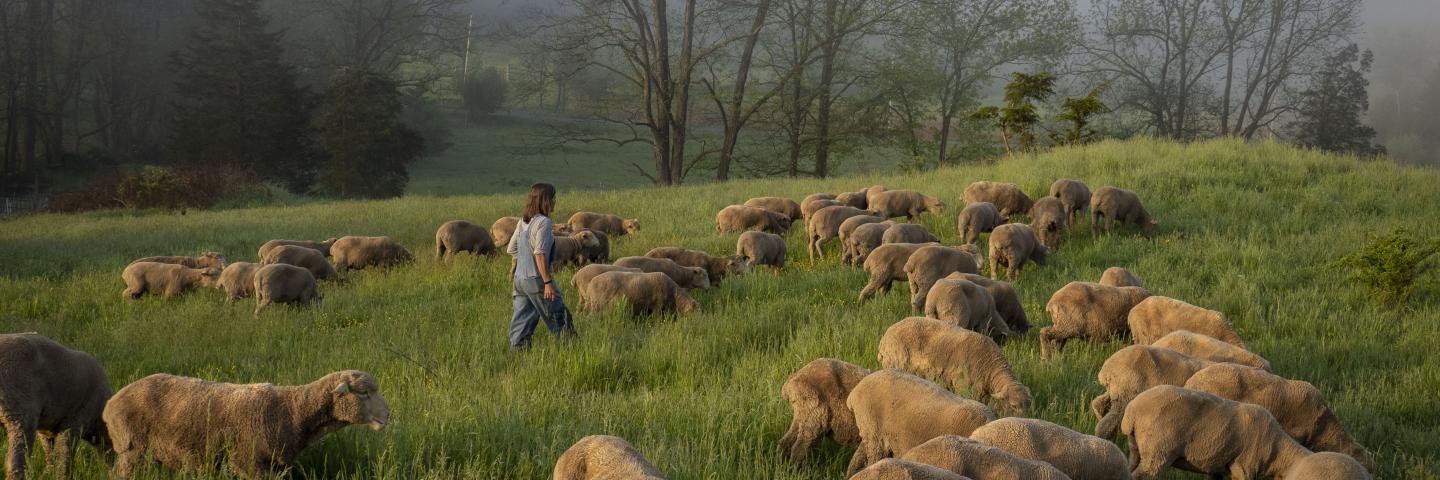 farmer walking among sheep grazing in a pasture