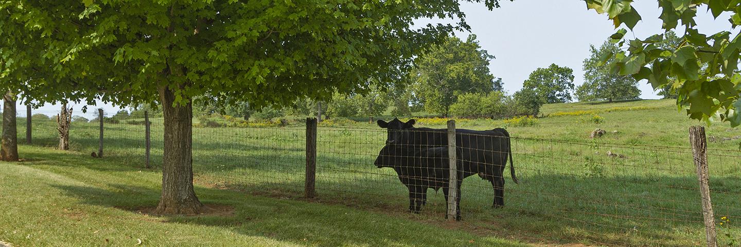 Photo of two cows in a pasture at a Virginia grazing operation in Clarke County. 