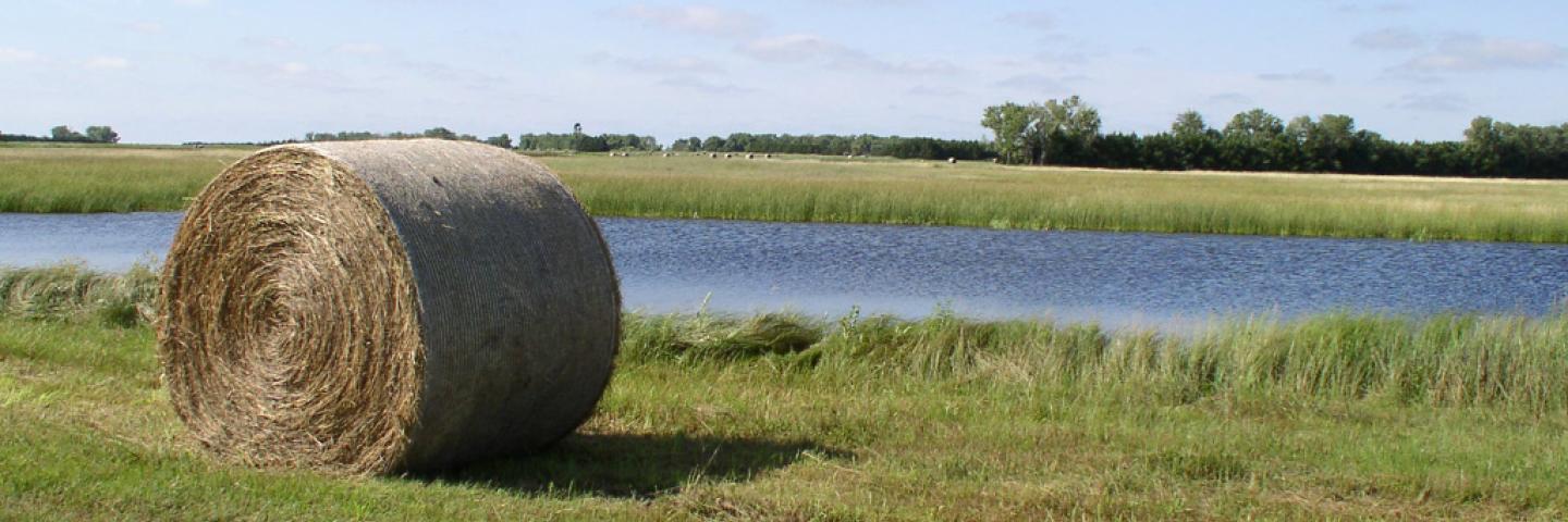 picture of hay