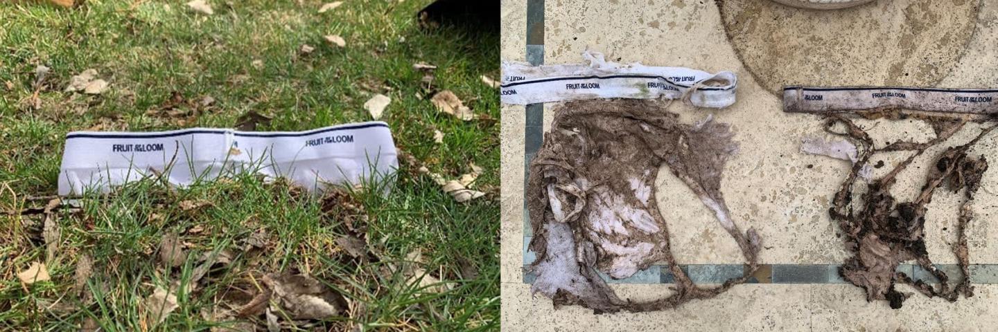 Cotton underwear buried in garden on left and two disintegrated pairs of under on floor 