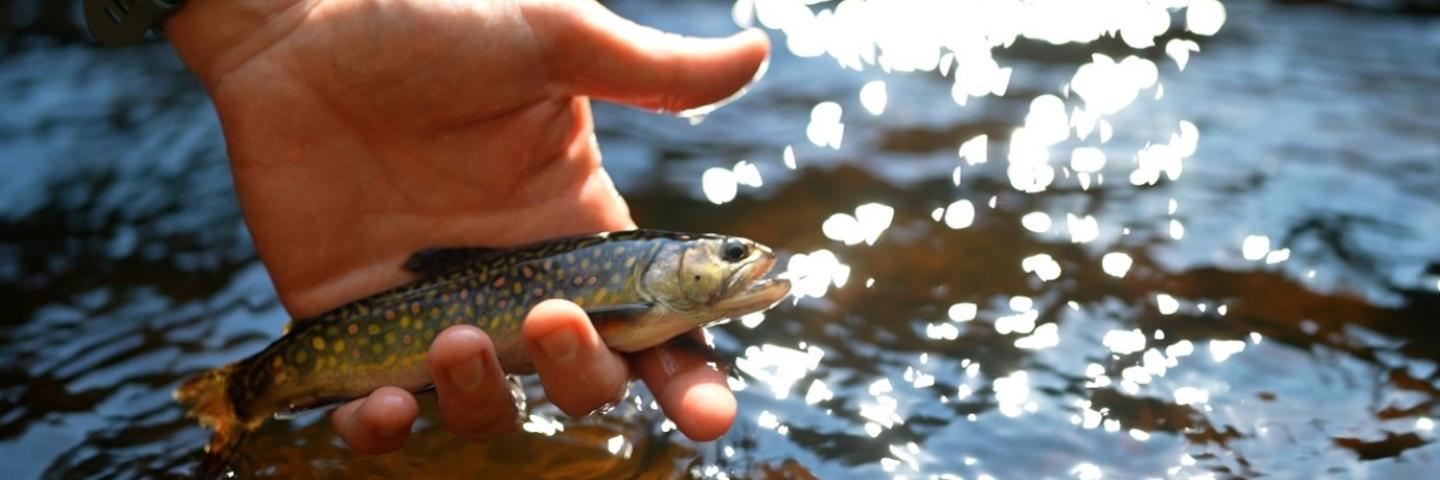 Baby trout fish in person's hand.