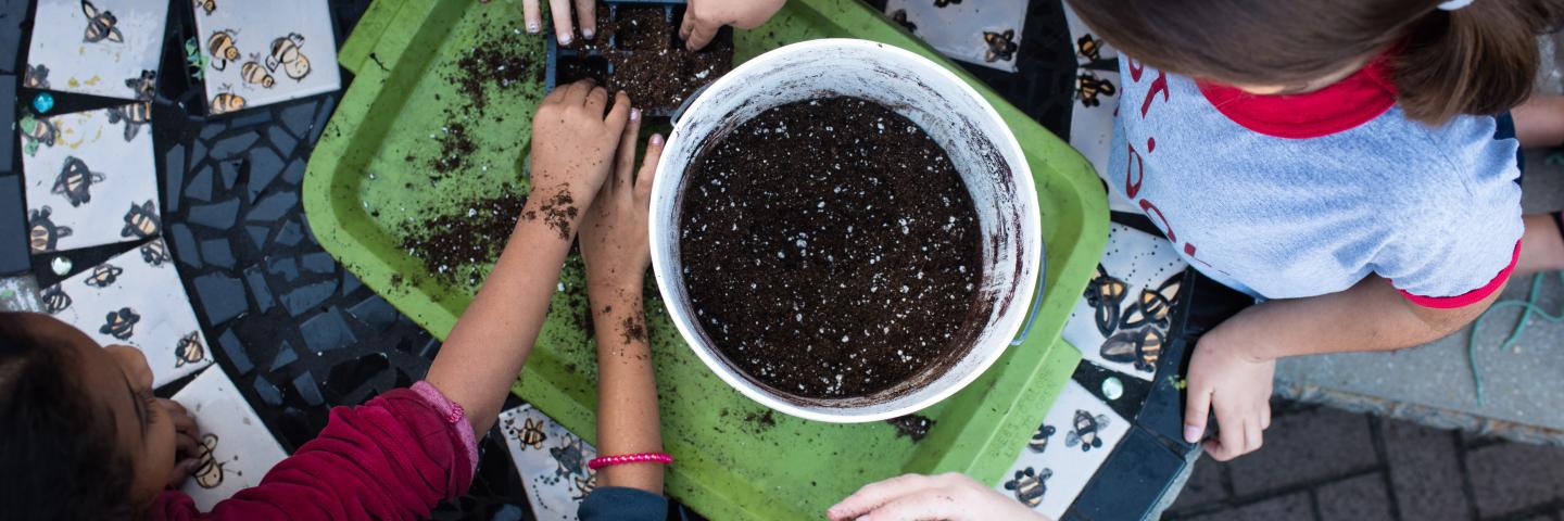 Kids using soil to plant seeds.