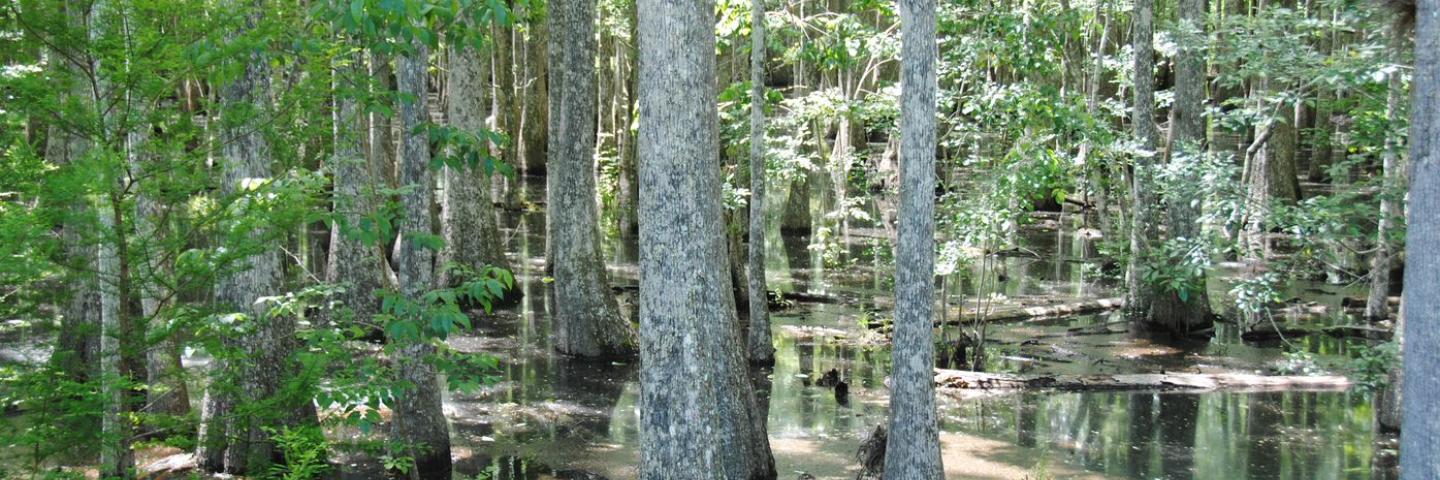 Trees grow in a forested wetland with standing water.