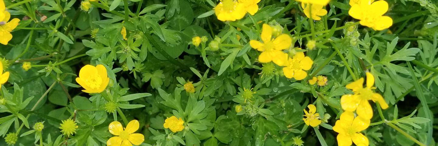  Buttercup might look pretty to some people, but it’s a terrible weed in pastures.