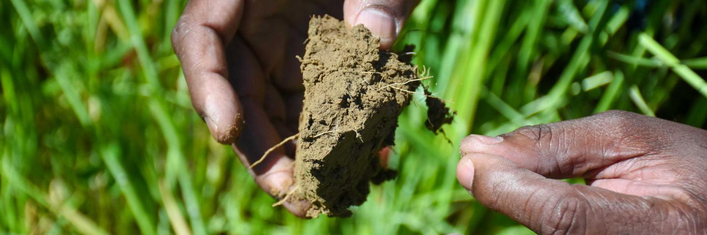 hands holding soil with vegetation in the background
