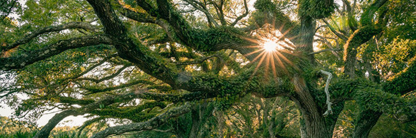 Ancient Oak Hammocks tree with sun shining through its branches.