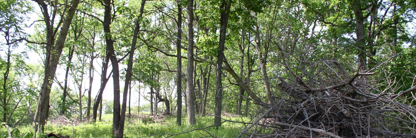 forest floor with brush management being done