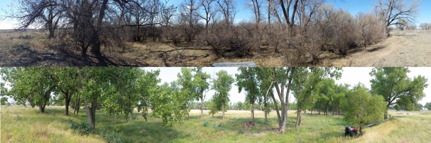Before (top) and after (bottom) photos of area where brush management has been implemented to remove undesirable plant species.