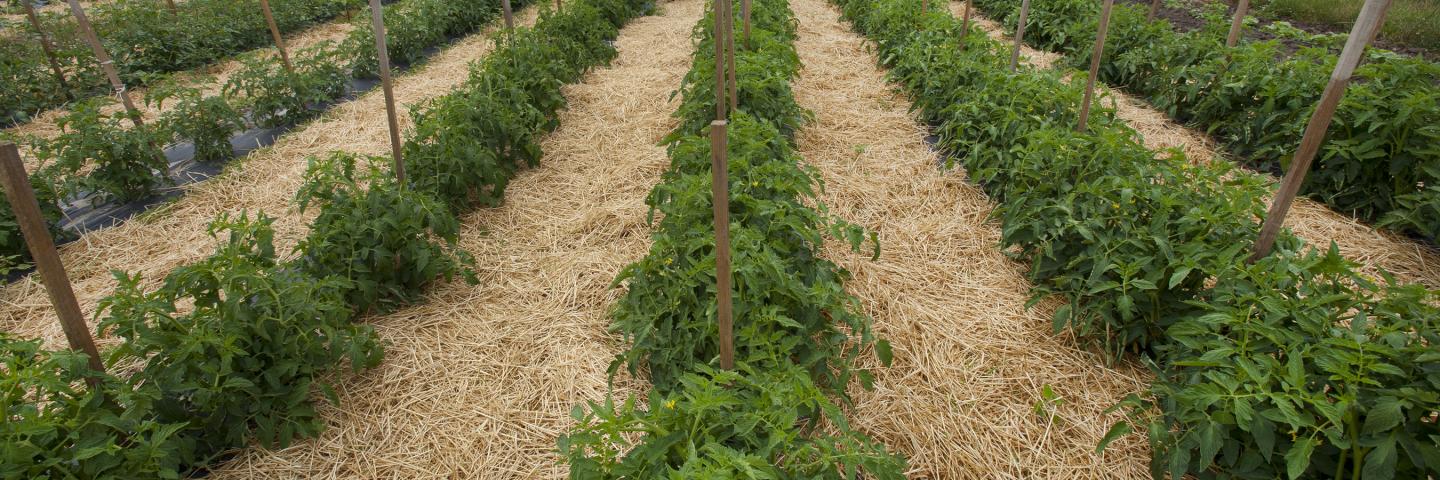 organic crops