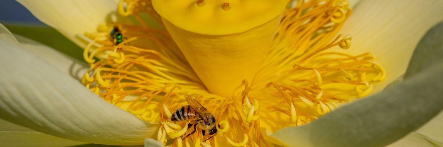 Two bees pollinate a yellow American Lotus flower.
