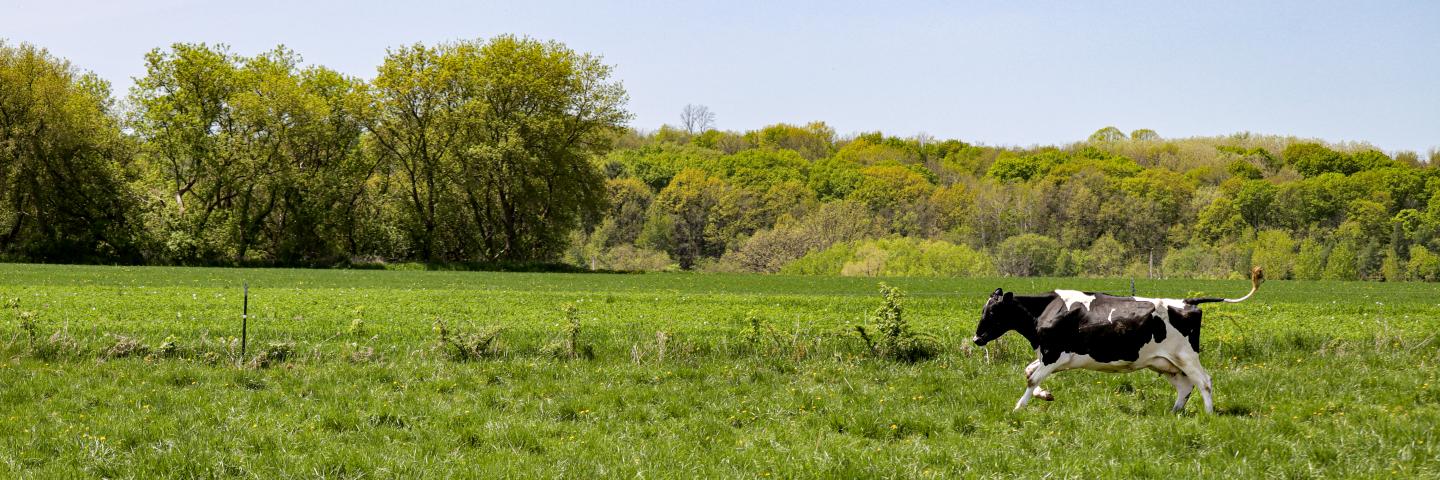 A black and white cow galloping through a green field on a sunny day with blue sky