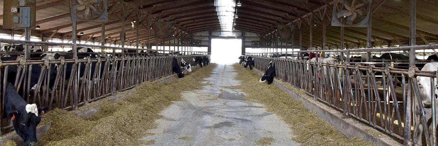 A new energy efficient lighting system is helping Distant View Farms in Allamakee County, Iowa, save money and improve productivity in their family dairy operation.
