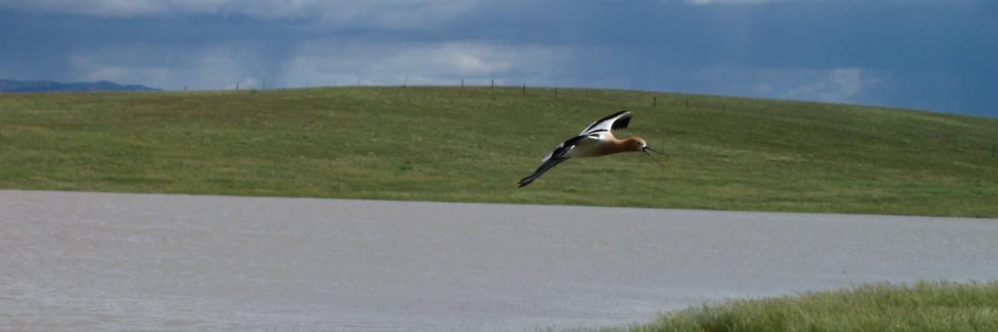 Avocet flying over a Prairie Pothole wetland.