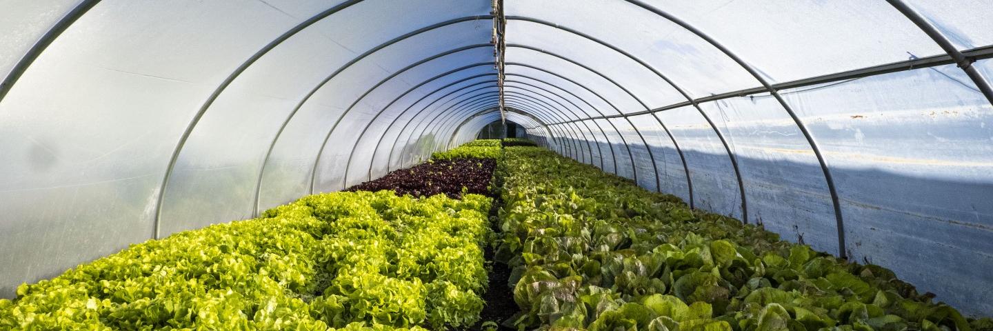 High tunnel
