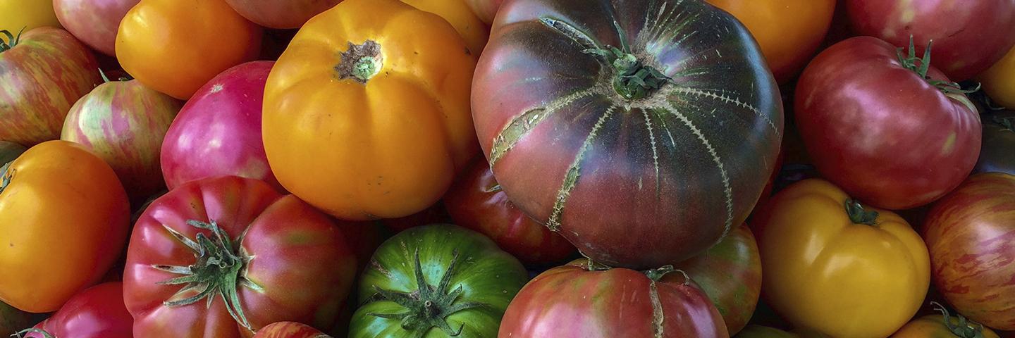 A colorful selection of tomatoes