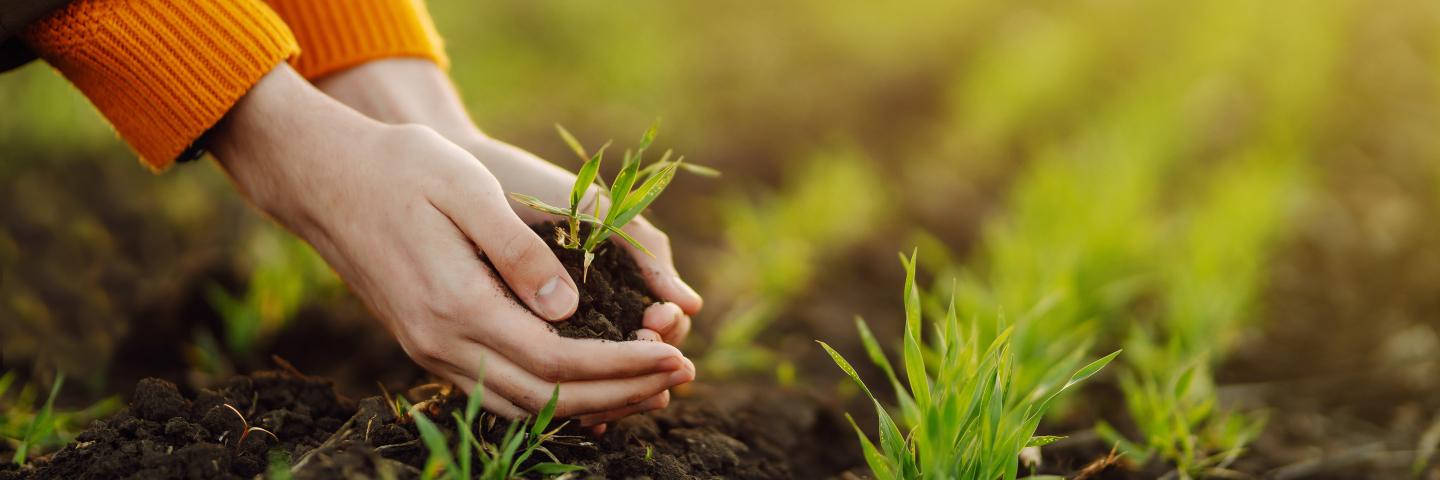 Young Green wheat seedlings in the hands of a farmer. Organic green wheat in the field. Sunset light. Agro business. Harvesting.