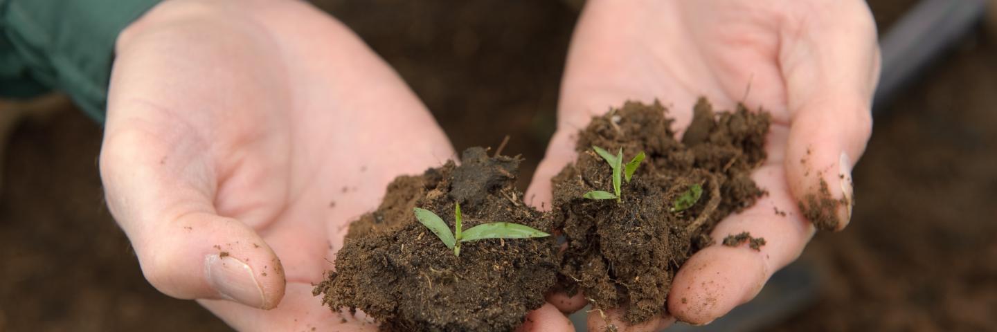 Soil scientist holding soil