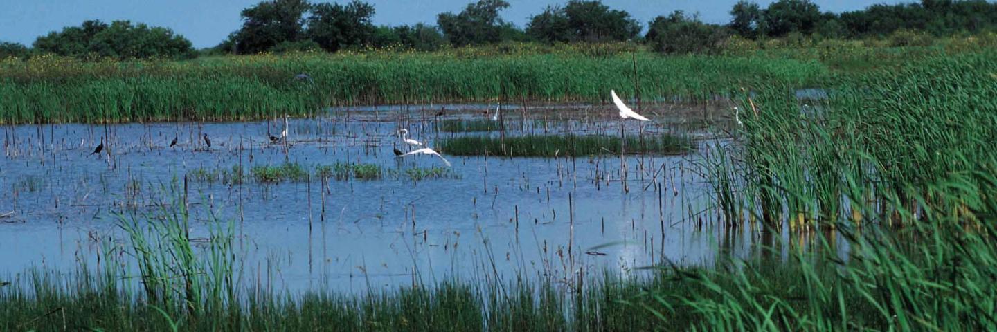 Water Bank and Migratory Birds