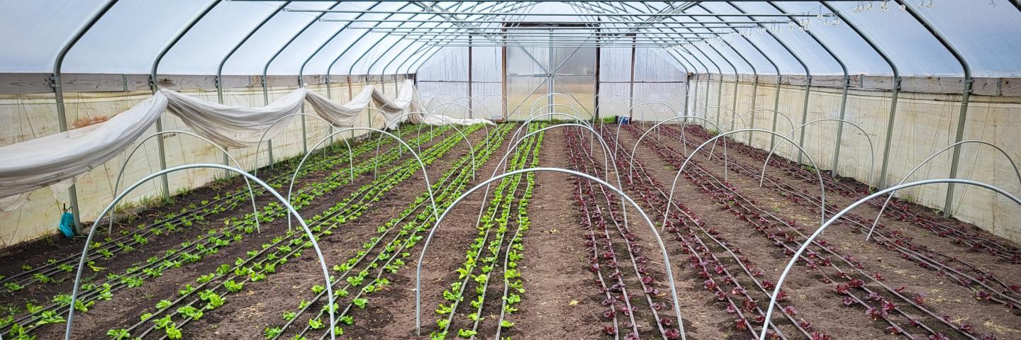 inside view of a hoop house with seedlings budding in rows from the soil