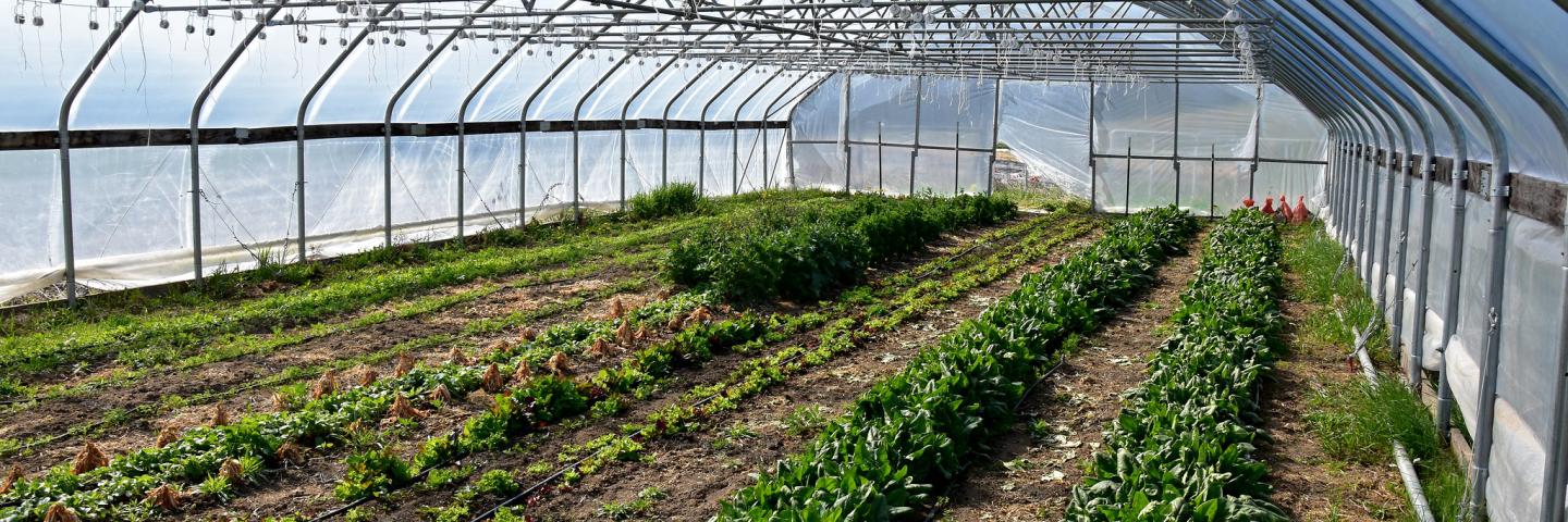 organic produce growing in high tunnel 
