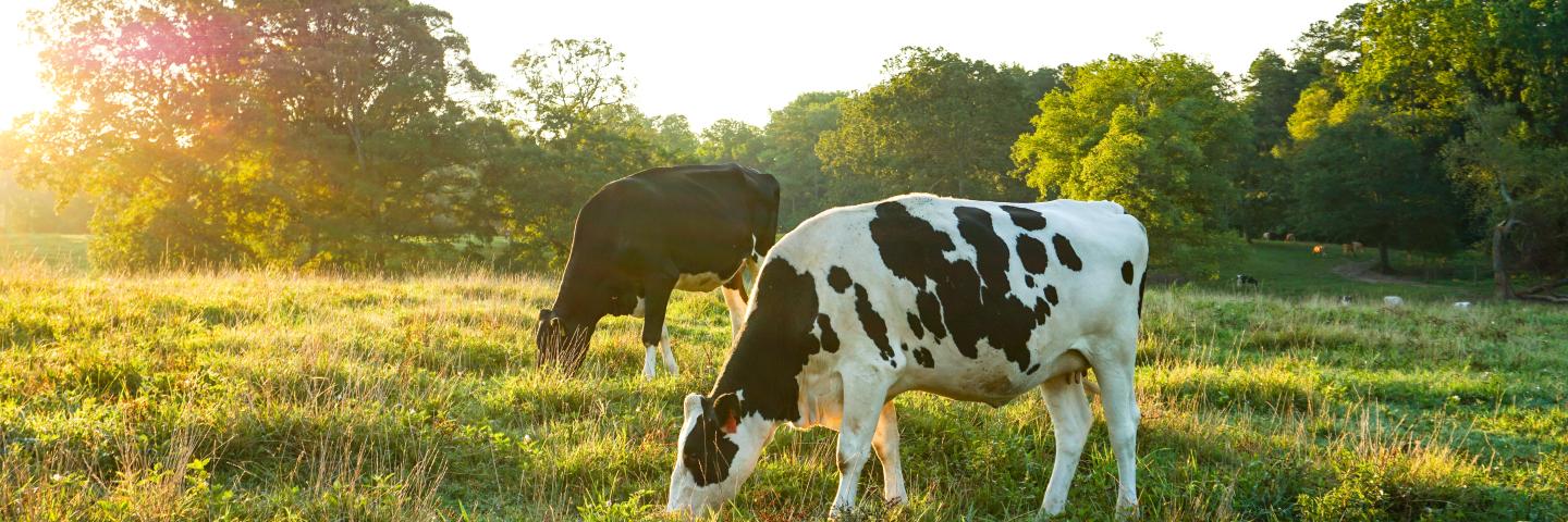 Two black and white cows graze in a bright green field at sunrise