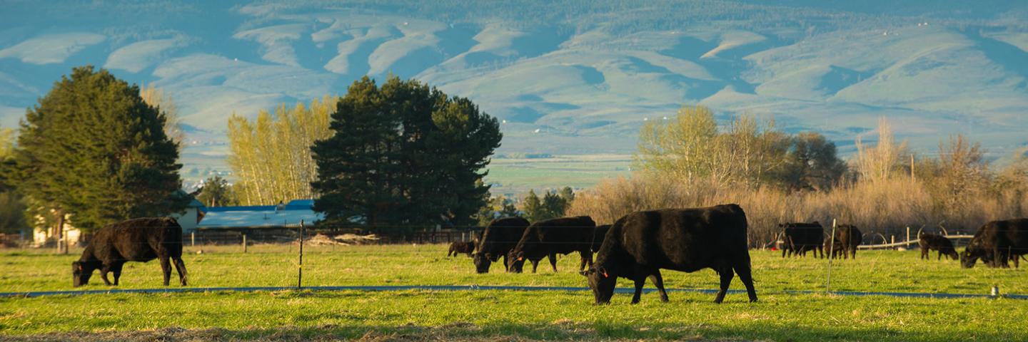 Cows grazing in pasture