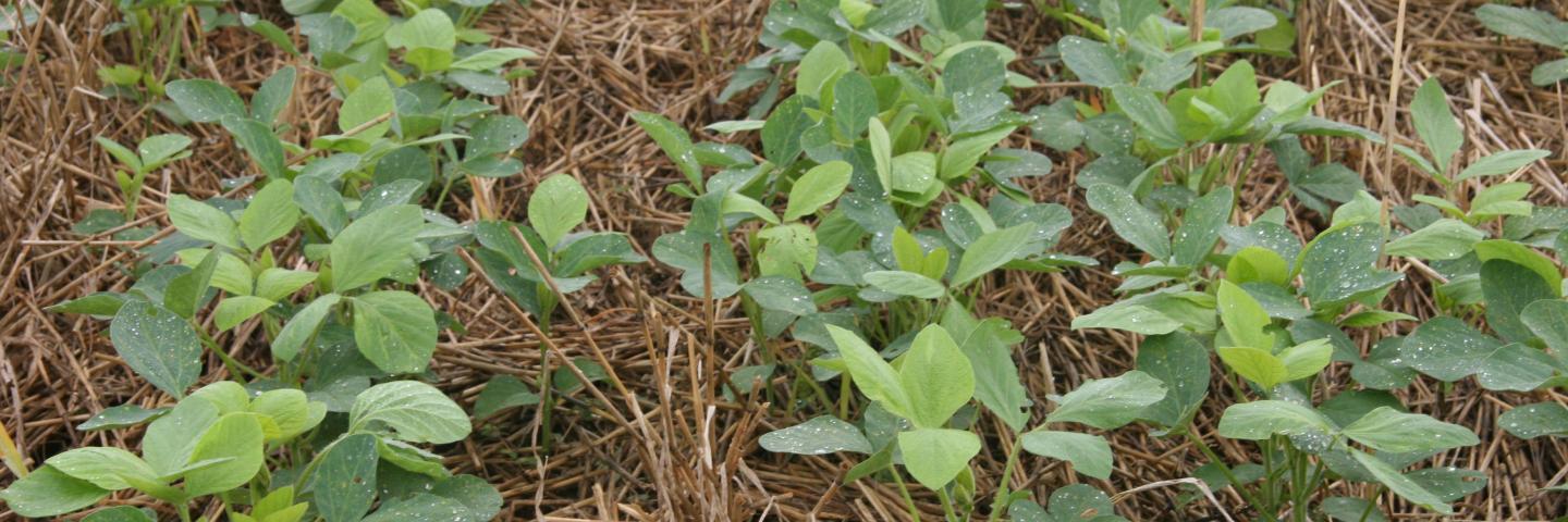 Soybeans
