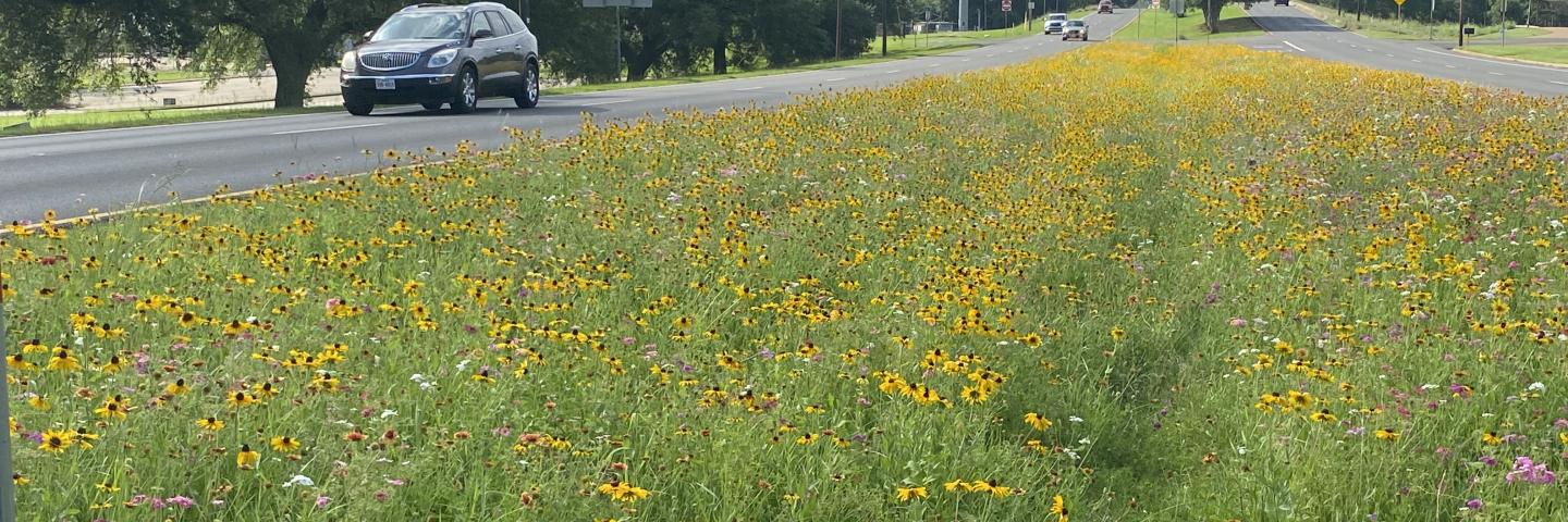 Native plants in full bloom in the median in Nacogdoches, Texas