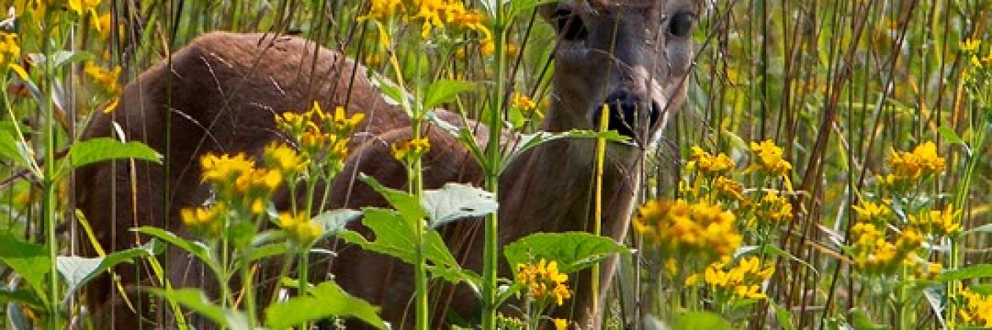 Deer in field of flowers.jpg