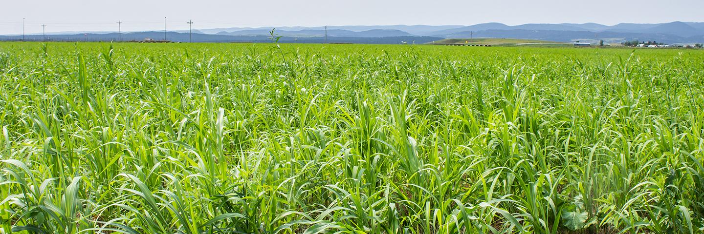 Forage Tour