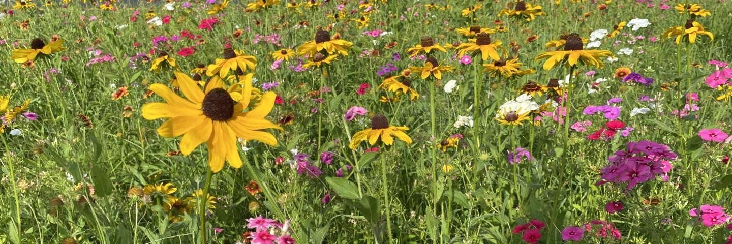 Native wildflowers blooming in median in Nacogdoches, Texas
