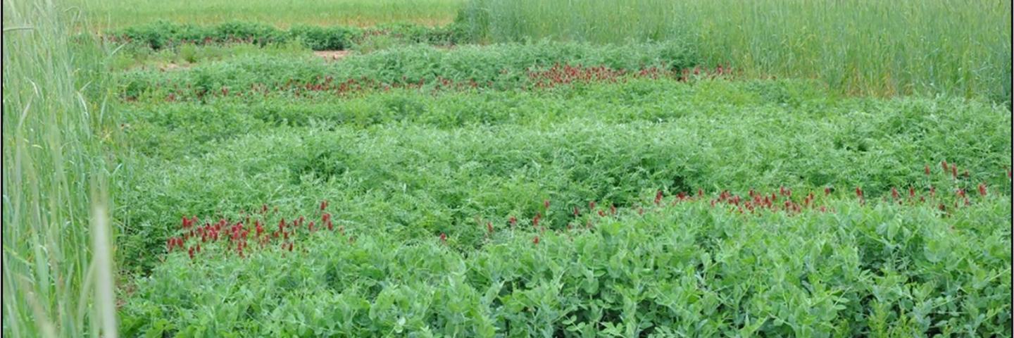Study that was conducted at the TXPMC showing legume and legume with cereal rye plots