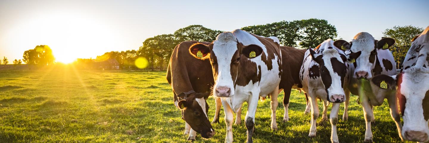 cows grazing 