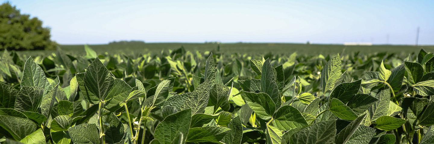 Close up of soybean field in Calhoun County, Iowa.
