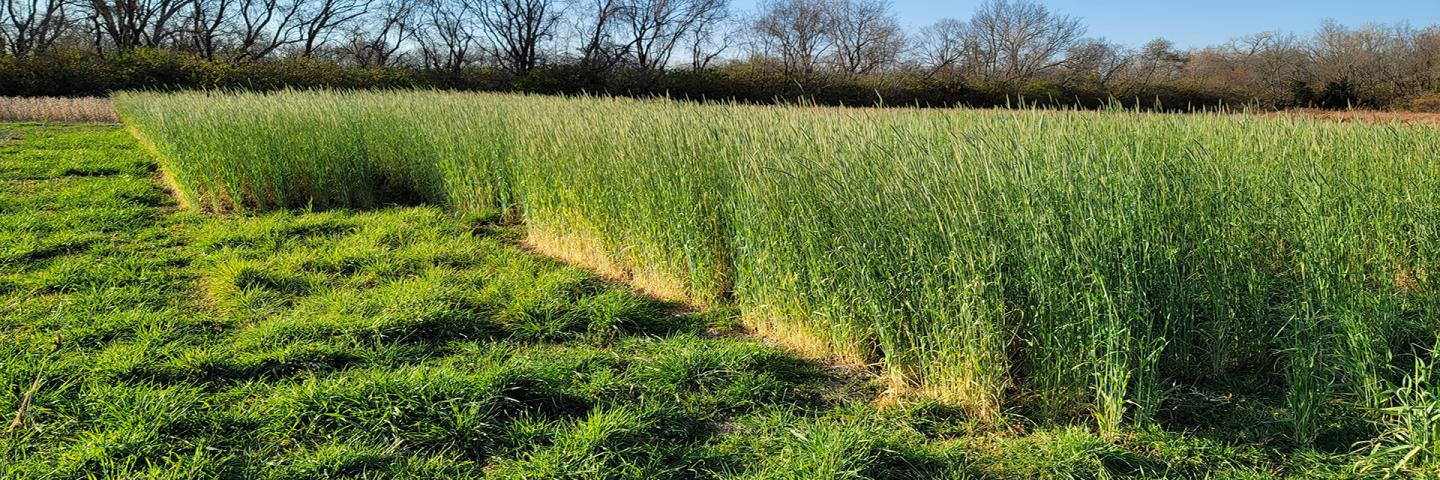 'FL401' cereal rye (producing seed heads) is grown next to 'Elbon' cereal rye (early vegetative growth). Both varieties were planted in early September.