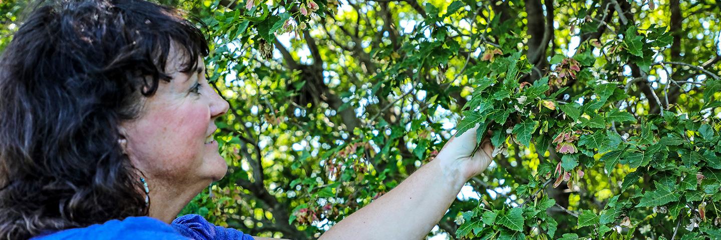 Darcy Maulsby shows off the trees in a windbreak on her five-acre property.