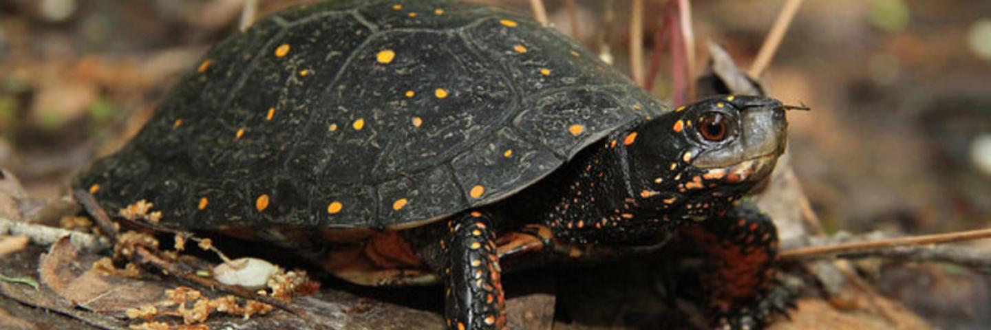 Spotted turtle standing on leaf litter. Photo Credit: Mike Jones